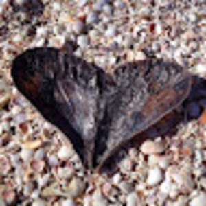 Meet your Posher, Klaw